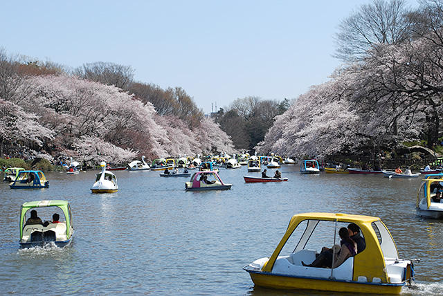 井之頭公園の桜