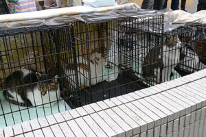 ［むさしの地域猫の会］ノラ猫は、飼い猫の子孫です！