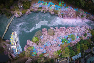 井の頭公園の上空から捉えた「桜の河」が素晴らしい！