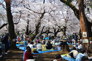 井の頭公園、昼１時過ぎでもお花見の人々でいっぱい！