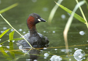 ［井の頭公園・豆知識２］井の頭池を象徴する鳥 カイツブリ