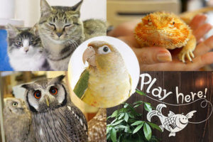 吉祥寺「おもしろ癒やしカフェ５選」ことり・ネコ・ふくろう・爬虫類 etc