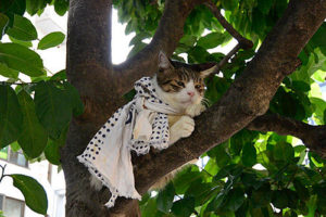 吉祥寺祭り2017と木の上ニャンコ