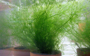 ［井の頭公園・豆知識７］井の頭池のかいぼり6つの効果