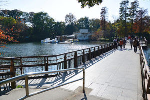［井の頭公園・豆知識19］七井橋は井の頭池でもっとも有名な橋