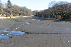 井の頭公園［井の頭池］かいぼり第3回（2018.02）