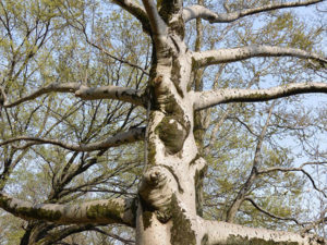 井の頭公園「太陽の塔」と「太陽の木」の関係。今日は？日