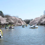 井の頭公園【2023年のお花見】規制なし、コロナ影響なし！