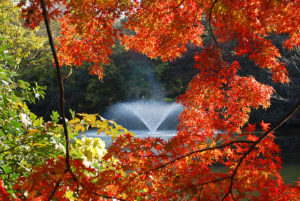井の頭公園の秋・紅葉［写真全20点］