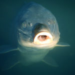 井の頭公園【井の頭池】鯉と鴨のバトル［写真全20点］