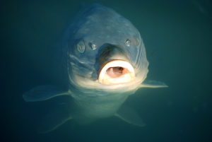 井の頭公園【井の頭池】鯉と鴨のバトル［写真全20点］