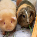 【井の頭自然文化園】モルモットは、なんと生後2～3か月で大人になる？