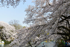 井の頭公園の春・桜満開！［写真全25点］