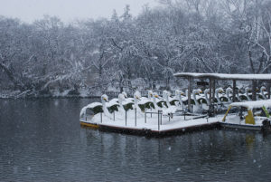 井の頭公園の冬・雪は降る［写真全20点］