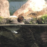 【カイツブリ】井の頭公園の象徴「カイツブリ」の動画あり！