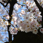 井の頭公園のお花見スポット5選。オススメは何処？