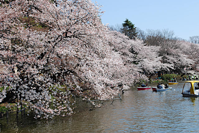井之頭公園の桜